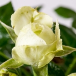 Lemon Rokoko / Лемон Рококо